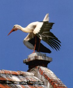 Bewegung auf dem Dach