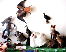 Ausgestopfte Tiere der Region