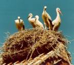 Familie