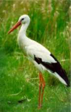 Der Storch in voller Schönheit
